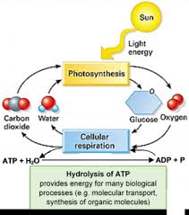 Photosynthesis and cellular respiration photosynthesis cellular respiration worksheet answers and photosynthesis and cellular respiration worksheet answers. Photosynthesis Cellular Respiration Understanding The Basics Of Bioenergetics And Biosynthesis Serendip Studio