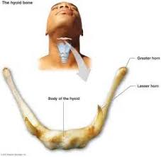 Image result for Hyoid Bone