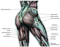 Glutes definition, the muscles of the buttocks. How To Make Square Buttocks More Round Quora