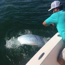 sw my first tarpon caught last year gulf coast of florida