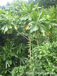 Image result for Nuxia oppositifolia