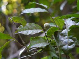 Image result for Dichapetalaceae