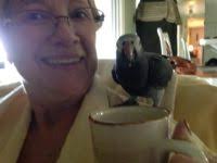 Lost African Grey parrot in Miami Lakes, FL