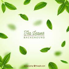 Realistic Tea Leaves Background Leaf Background Tea Illustration Tea Leaves