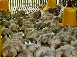 Maybe you would like to learn more about one of these? Racikan Herbal Untuk Ayam Organik Budidayaku