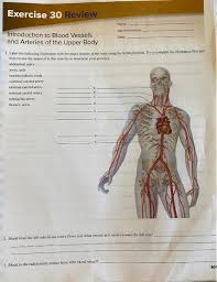 Blood vessels are found throughout the body. Solved Exercise 30 Review Name Usb Masection Introductio Chegg Com