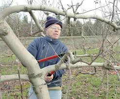 Image result for pruning plum trees