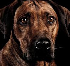 You are sure to find everything you need for your dog, cat, bird, reptile, fish and small animals at animal house pet center. Our Partners Animal Medical Center Of Chicago