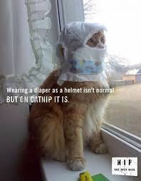 Pin By Flummerie Junket On Thought Bubbles Funny Cats Cat Fails Cats