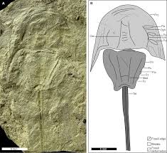 Image result for Osyridicarpos