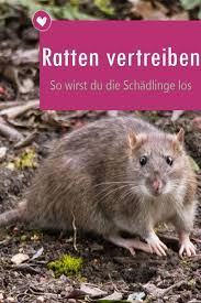 Ratten Vertreiben So Werden Sie Die Lastigen Schadlinge Los Ratten Vertreiben Ratten Und Vertreiben