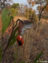 Image result for Copaifera baumiana
