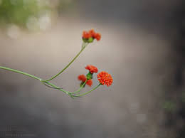 Image result for Emilia coccinea