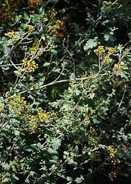 Image result for Schistostephium crataegifolium