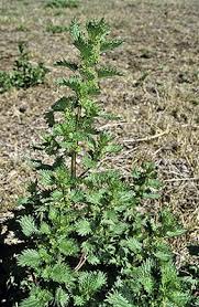 Image result for Urtica urens