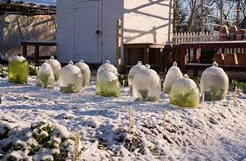 The Gardens In Winter Glass Globes Protect Plants Against The Snow And Cold Colonial Garden Winter Garden Colonial Williamsburg