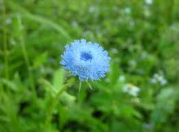 Image result for Crassocephalum rubens