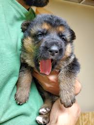 2.5 pure black german shepherds. Copper Country German Shepherds German Shepherd Dog Breeder New Boston Michigan