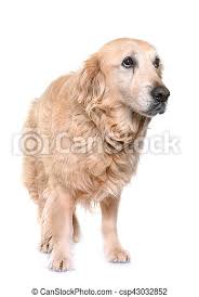 The golden retriever is a dog breed that originated from scotland, bred to retrieve shot waterfowl, like ducks or other upland game birds. Old Golden Retriever In Front Of White Background Canstock
