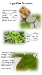 Image result for Lygodiaceae