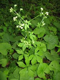 Image result for Sanicula