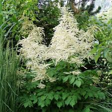 Astilbe X Arendsii Brautschleier Bela Astilba Astilbe Native Plants Garden Plants