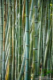 Bamboo Forest At Kyoto S Inari Shrine Japan Bamboo Forest Inari Japan Kyoto Kyotos Shrine Bambusgitter Fotografien Hintergrunde Und Blumen Fotografie