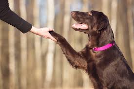 We specialize in outpatient medicine and preventive care for dogs and cats. Pet Insurance Dalton Road Keswick Veterinary Clinics