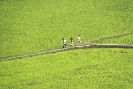 Kết quả hình ảnh cho cánh đồng tháng ba