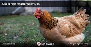 Kedim Nicin Tisortumu Emiyor Soru Cevap Evrim Agaci