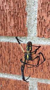 Discover swat team pest control on europages and contact them directly for more information, to request a quote, etc. Swat Team Pest Control
