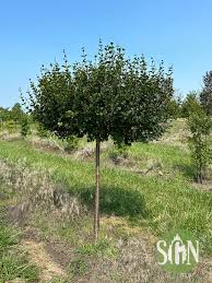 Image result for Syringa meyeri ´Palibin