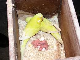 Parakeet Breeding For Beginners Image Search Ask Com With Images Budgies