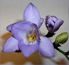 Pin By Hannelore Habicht On Flowers Flower Pictures Flowers Orchids
