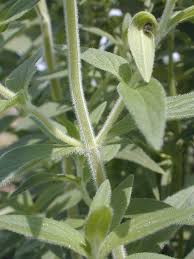 Image result for Anthospermum whyteanum × welwitschii