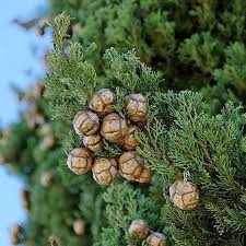 Image result for Cupressus sempervirens