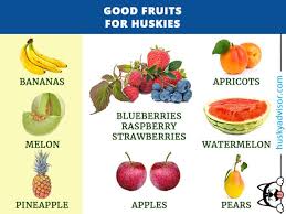 Do they have the ability to digest it? Good Fruits For Dogs Can Dogs Eat Fruits Husky Advisor