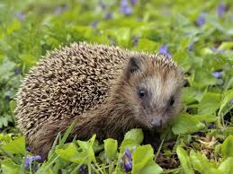 Maßnahmen zur förderung des amphibienbestandes im britzer garten. Nachts Im Britzer Garten 26 09 2020 19 00 21 00 Uhr