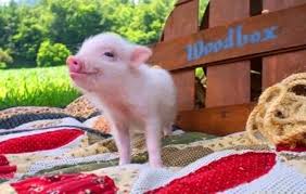 Are you interested in adopting a pig? Teacup Pigs Pets And Animals For Sale Florida
