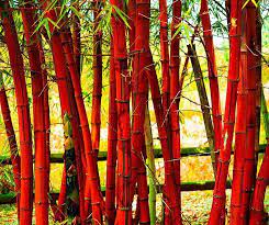 Red Bamboo Rare Seeds Etsy In 2021 Black Bamboo Plant Bamboo Seeds Bamboo Plants