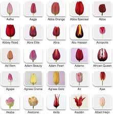 Tulip Color Guide Flower Shop Tulip Colors Flower