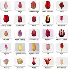 tulip color guide flower shop tulip colors flower