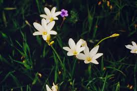 Image result for Ornithogalum flexuosum