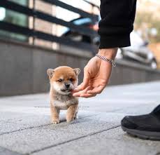 Show me the shiba inu. Toro She S A Mini Shiba Inu And Just Perfect 9gag
