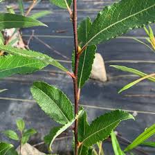 Image result for Goat Willow