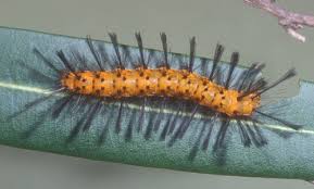 Oleander Caterpillar Syntomeida Epilais Walker