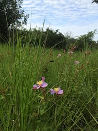 Image result for Clappertonia ficifolia