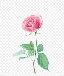 If you liked this tutorial, see also the following drawing guides: Drawing Rose Drawing Colored Pencil