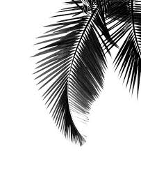Black And White Combination Background Black White Tropical The Perfect Combination Flowers Photography Wallpaper Palm Tree Leaves Art