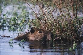 It's relatively small compared to its neighbours, with an area of 406,752 km2: Kinderweltreise Ç€ Paraguay Tiere Pflanzen